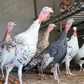 Induklar Elin seredilen