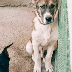 Туркменистан Алабай