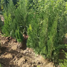 Zabornik Tuya Yolka Ёлка туя