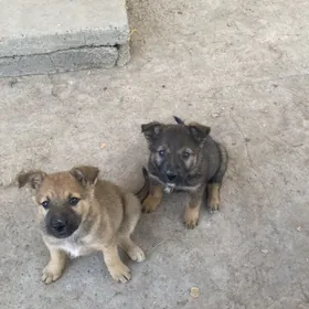 овчарки щенки