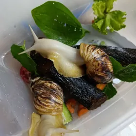 улитки ахатины