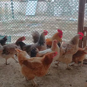 Towuk Horazobmen goyun geçi