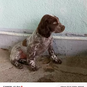 Ohotniçy spanel awçy