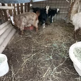 geçi we serke we owlaklar