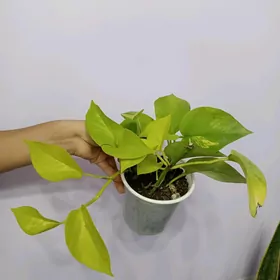 СЦИНДАПСУС НЕОН