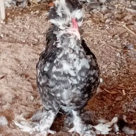 карей карлик