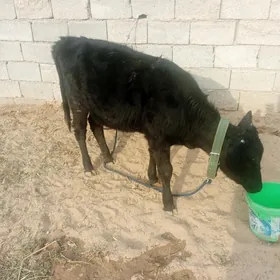 6 айдан гечен туве