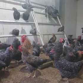 Daminant 7 aýlyk towuklar