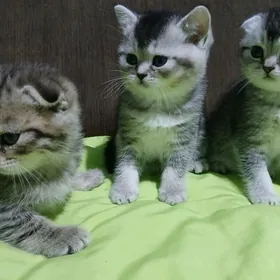 шотландские котята