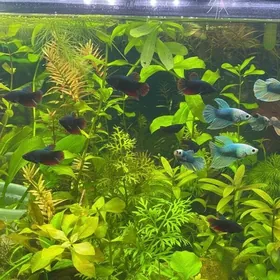 мини аквариум с петушком