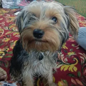 йоркширский перьед