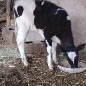 Gara galestayyn sygyr.