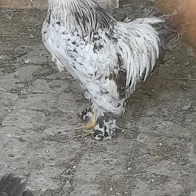 Balgar towuk 10 aýlyk