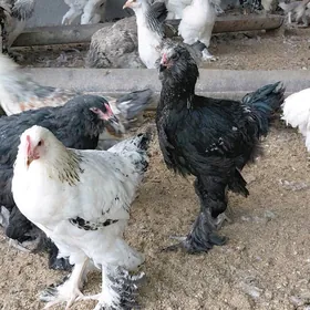 brama bolgar garysyk