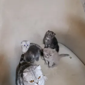 Шотландские котята