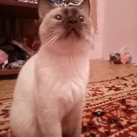 Шотландская кошка