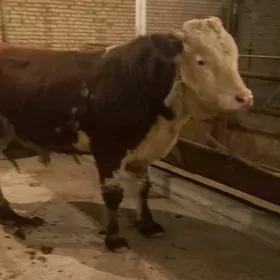 Orginall Smental Öküz.