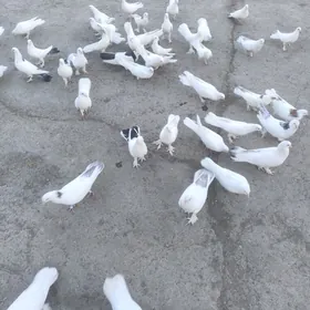 Kepderi Голуби