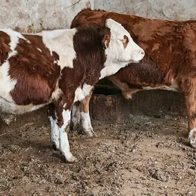 Симентал fleckvieh