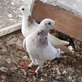 Kepderi Кепдери Голуби