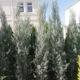 Arizonskiy kiparis yolka