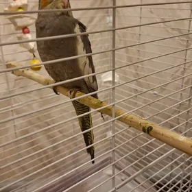 корелла выкормыш с клеткой