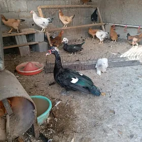 йашил баш ордек