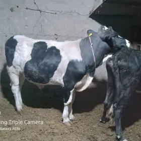 Galişdeýin Höwür Öküz