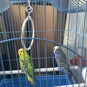 попугаи papugay totyguş