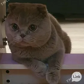 Шотландский французский вислоу