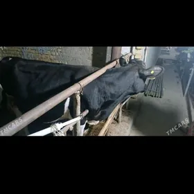 ОКУЗ  ГАЛЬШТЕЙИН