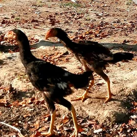 taskent ozwek ikisem horaz