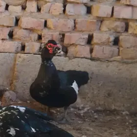 indautka indautga ördek