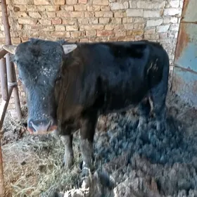 окуз бакылан