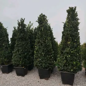 Eyran bagy ady Brucina