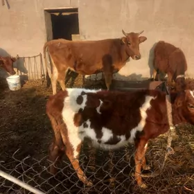 bogoz.gysyr.goleli.gulajyn