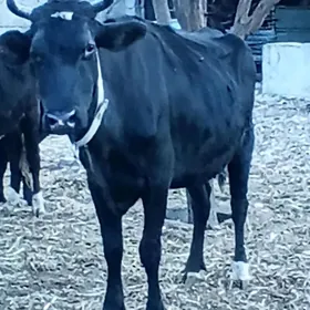 ÇORNY PIÝOSTYR SYGYR