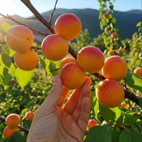 ️BEREKETLI ZAMAN 3KOM ARZAN️