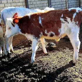 Simental öküzçeler