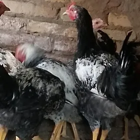 гигант хораз