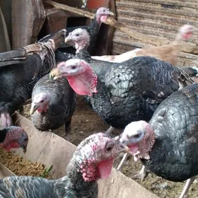 ундук хоразлар