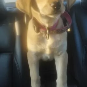 собака лабрадор