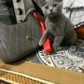 pishik shotlan bilen britan