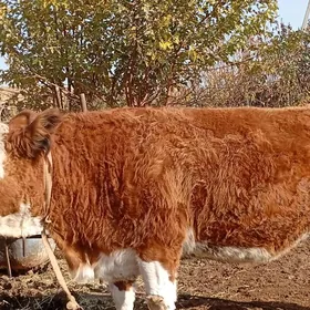 Sygyr Сментал.