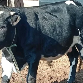 Öküz.Сментал