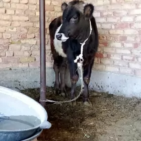 Öküz Gibrit 9 aýlyk