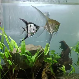 Skalýariýa balyklar