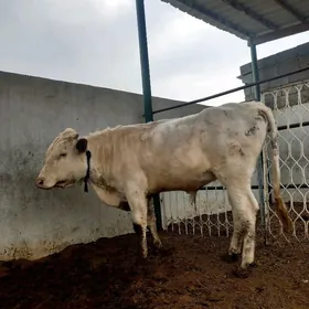 GIBRIT  SIMENTAL ÖKÜZ