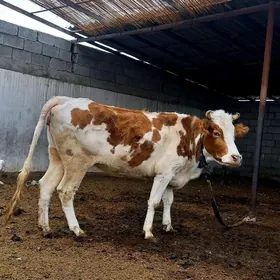 GBRIT SIMENTAL SYGYR