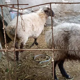 gyssagly bakylan goyun